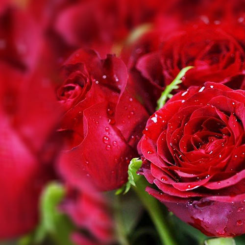 B&B delle Rose